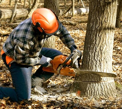 Tree Removal in Portia, AR
